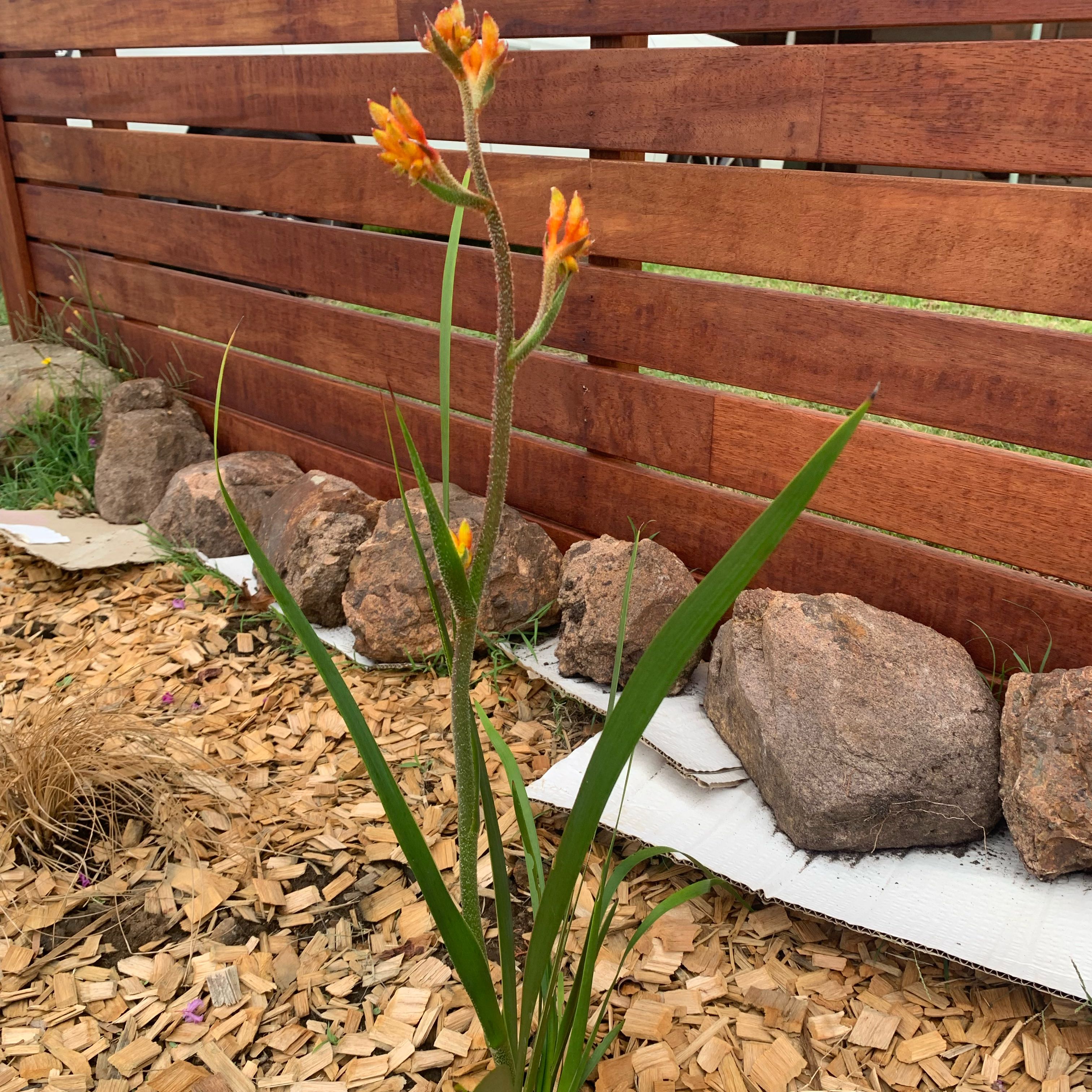 Photo of the plant species Yellow Kangaroo Paw Fern by @FunVaseplant55 named Denali on Greg, the plant care app