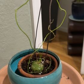 Photo of the plant species Climbing Onion by @FirstCassava9 named Maya on Greg, the plant care app