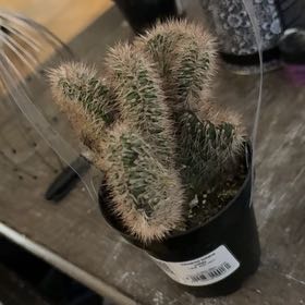 Photo of the plant species Stenocereus hollianus cristata by @FirstCassava9 named Winston on Greg, the plant care app