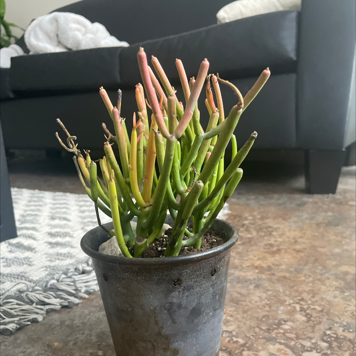 Pencil Cactus (Euphorbia tirucalli) in a pot with some yellowing and browning tips, indoor setting.