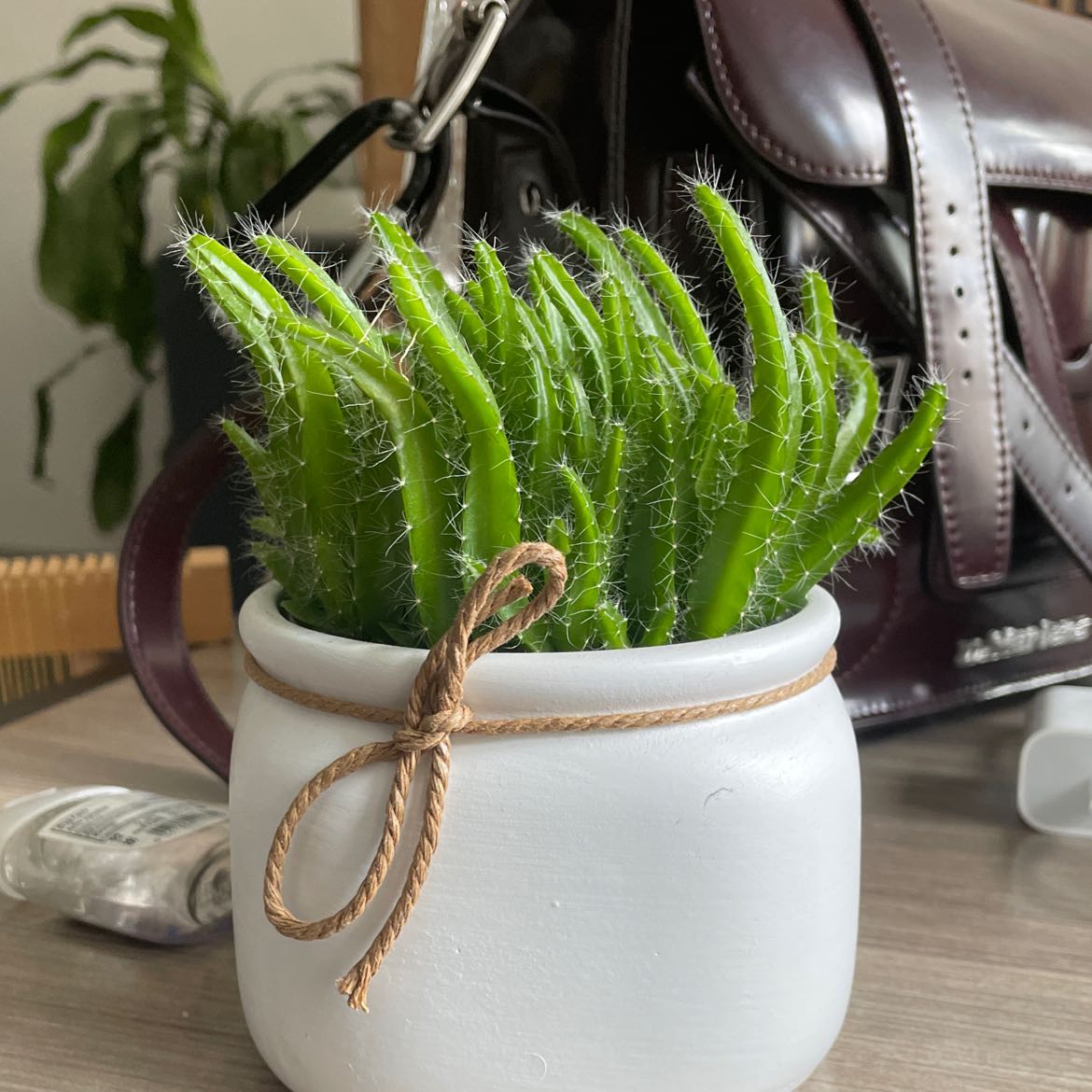 Healthy Dragon Fruit plant in a white pot with a decorative rope, well-framed and in focus.