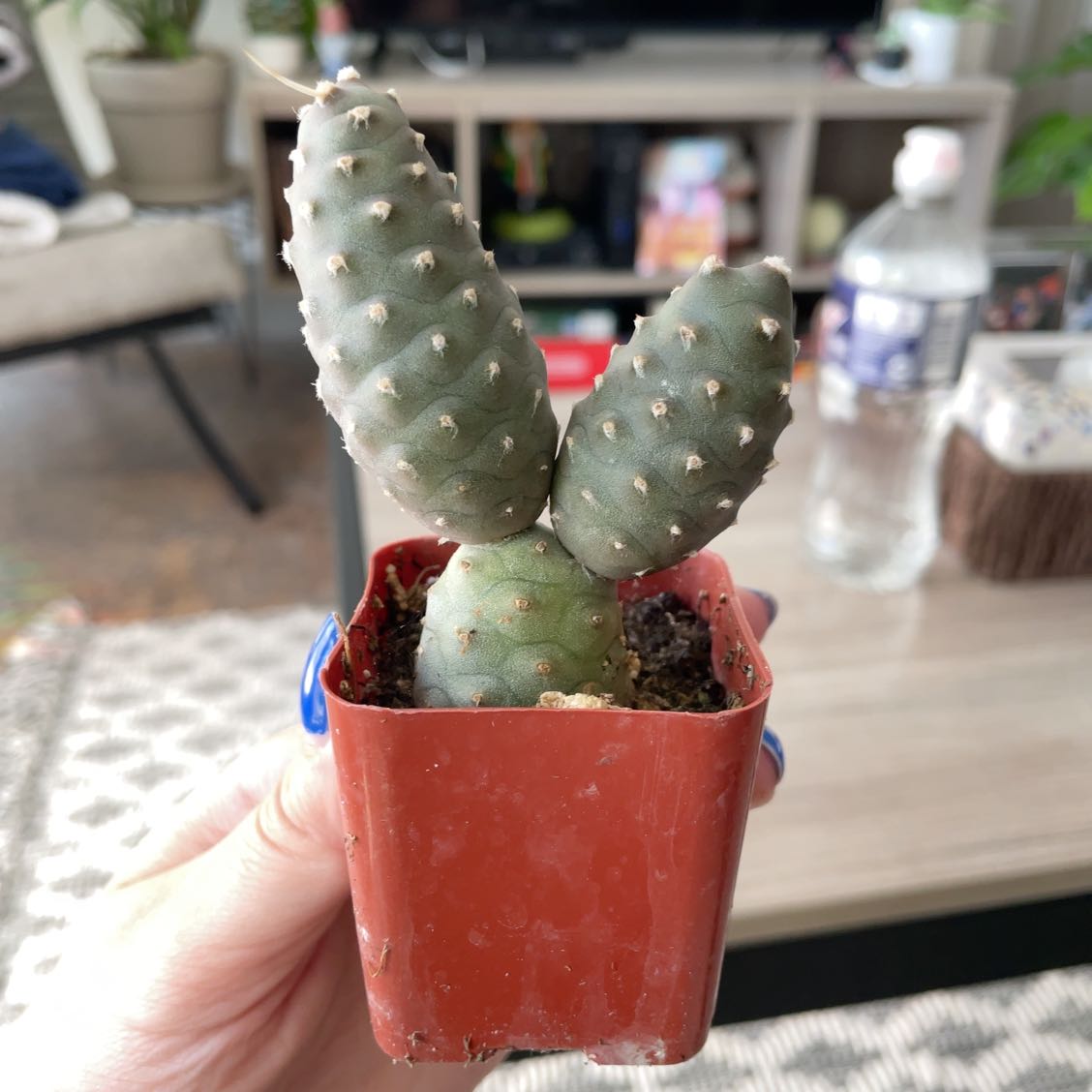 Pine Cone Cactus in a red pot held by a hand, with visible soil.