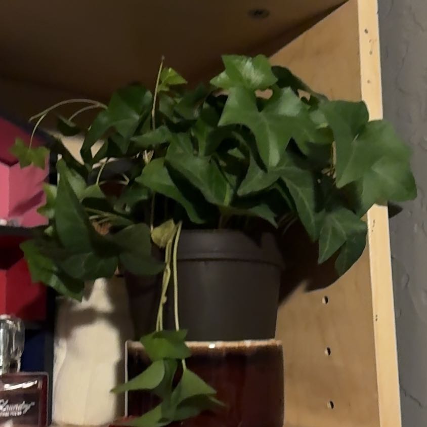 Photo of the plant species Garland Ivy by @ValorousLychee named Taylor on Greg, the plant care app