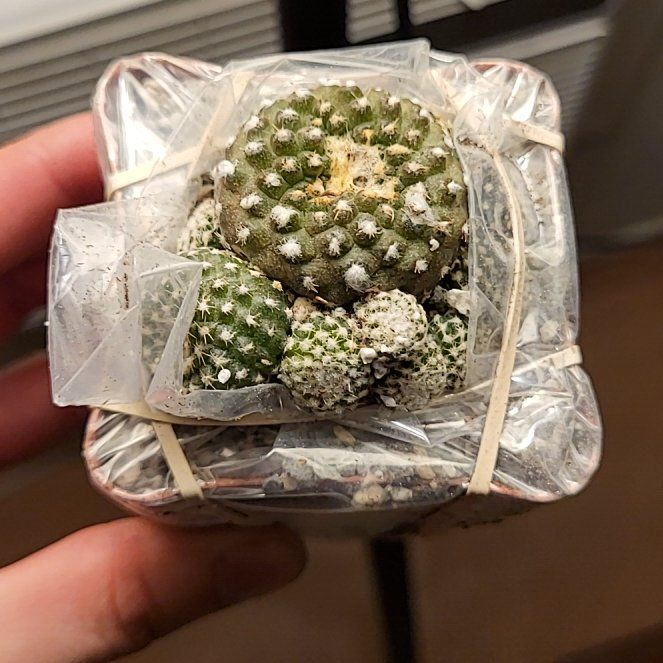 Photo of the plant species Copiapoa laui by @etanloo15 named Fernie Mac on Greg, the plant care app