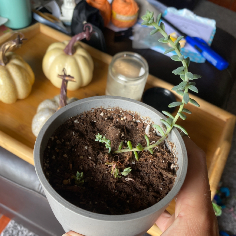 Burro's Tail plant photo by @calilaurel named Kesha on Greg, the plant care app.