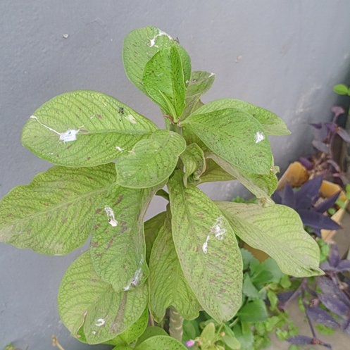 Photo of the plant species Egyptian Starcluster by @SisterVelvetash named LiloStitch on Greg, the plant care app