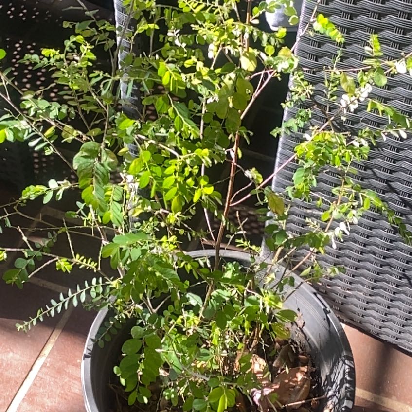 Photo of the plant species Murraya Koenigii by @SirHope99 named Hamilton on Greg, the plant care app