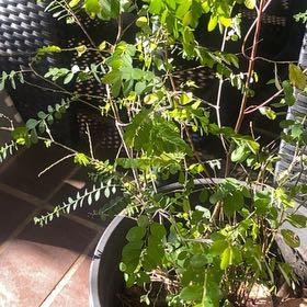 Photo of the plant species Mascarene Island Leaf Flower by @SirHope99 named Orlando Bloom on Greg, the plant care app