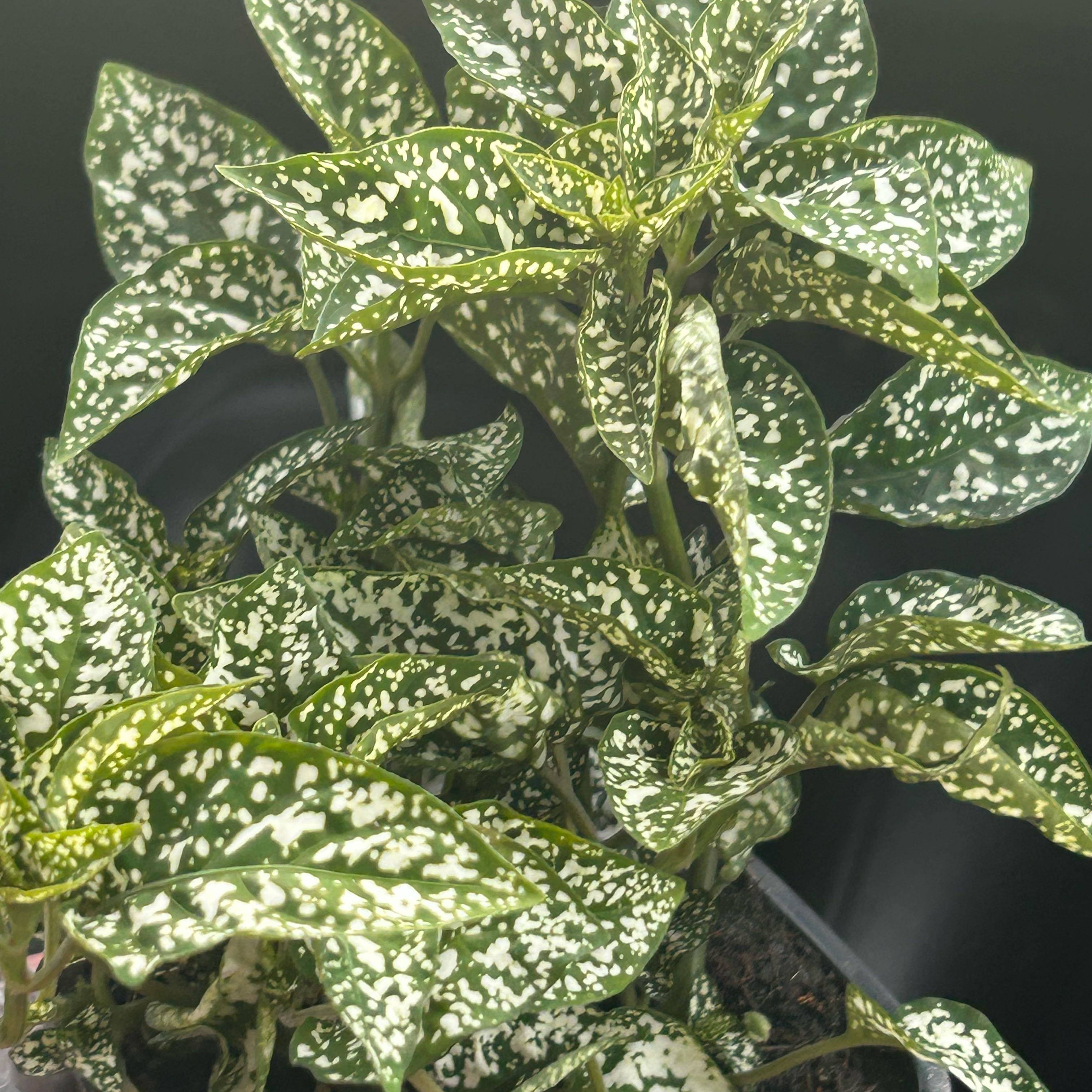 Morgan Treeman | A plant by @ShuggsGarden on Greg