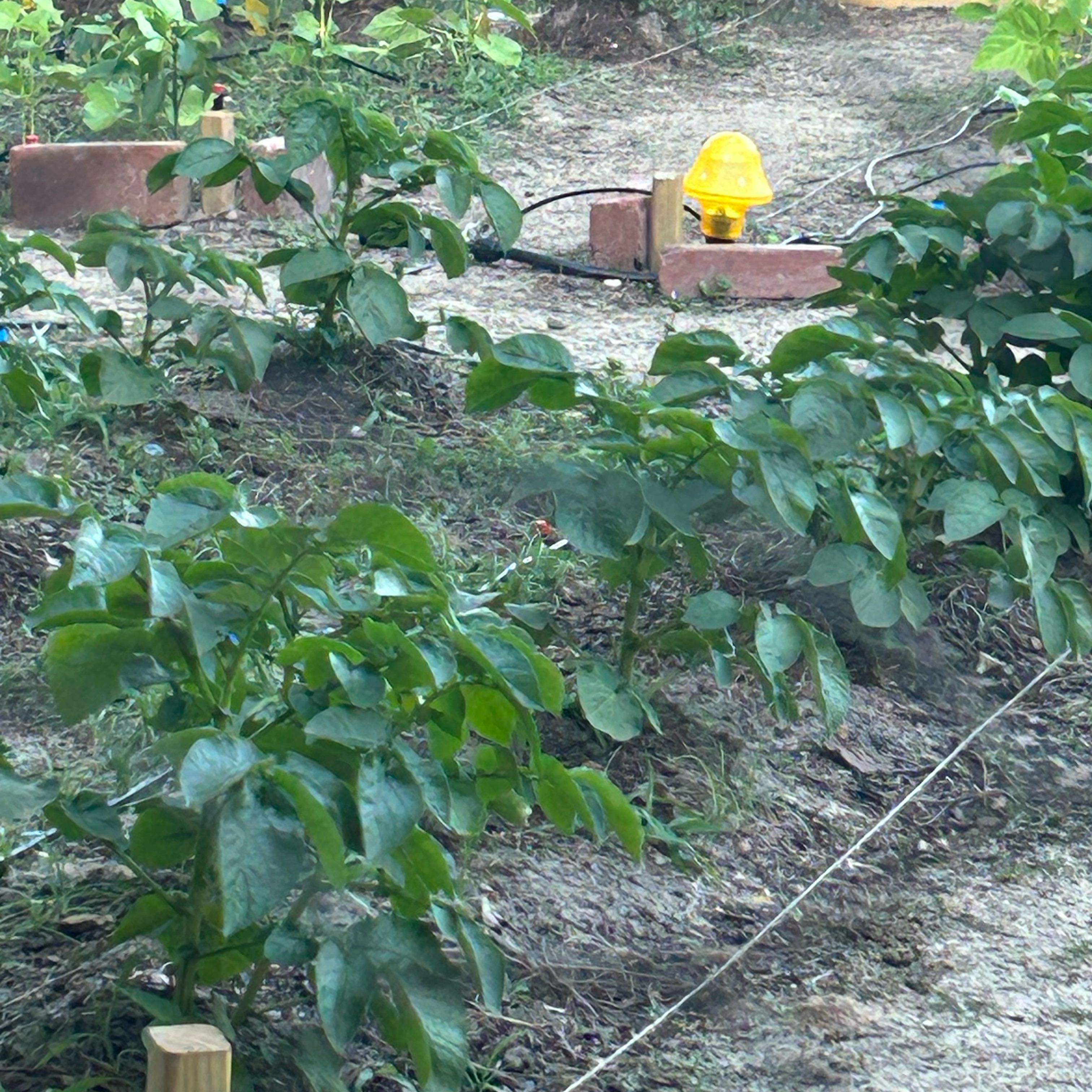 Photo of the plant species Red Potatoes by @ShuggsGarden named Tree Diddy on Greg, the plant care app
