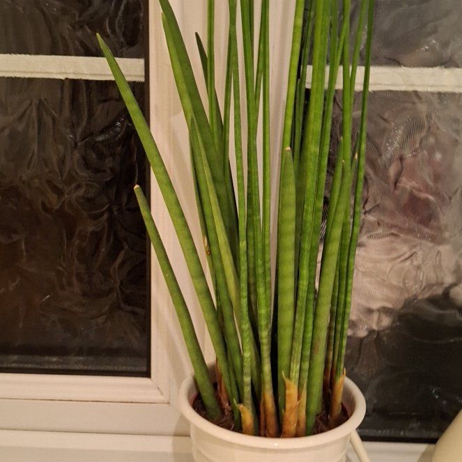 Photo of the plant species cylindrical snake plant by @GoodStonecrop named BOB on Greg, the plant care app