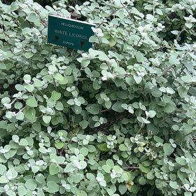 Photo of the plant species Trailing Dusty Miller by @ImpishLiliaceae named da Vinci on Greg, the plant care app