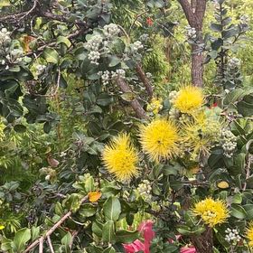 Photo of the plant species Pōhutukawa by @ImpishLiliaceae named Darwin on Greg, the plant care app