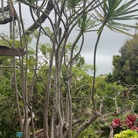 Photo of the plant species Screw Pine by @ImpishLiliaceae named Beckham on Greg, the plant care app