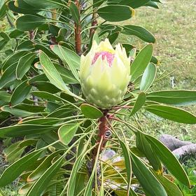 Photo of the plant species King Protea by @ImpishLiliaceae named Morgan Treeman on Greg, the plant care app