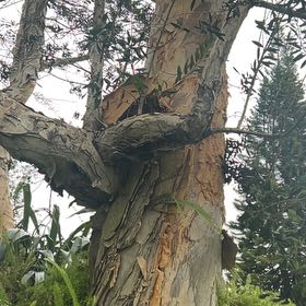 Photo of the plant species Tasmanian Blue Gum by @ImpishLiliaceae named Denali on Greg, the plant care app