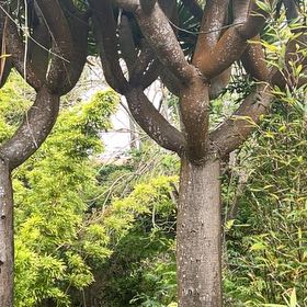 Photo of the plant species Canary Island Dragon Tree by @ImpishLiliaceae named Daphne on Greg, the plant care app