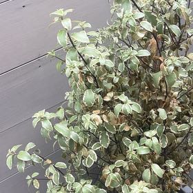 Photo of the plant species Kōhūhū by @GoldenAlula81 named Scarlett on Greg, the plant care app