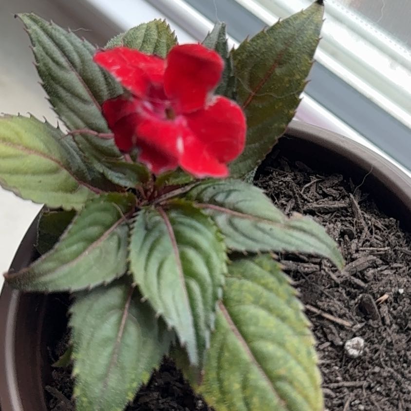 Photo of the plant species Garden Balsam 'Tou Gu' by @LimberTigerlily named Darwin on Greg, the plant care app