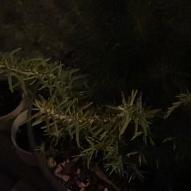 Photo of the plant species Rosemary by @HelperBaywillow named Orwell on Greg, the plant care app
