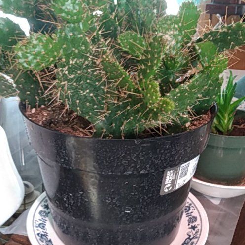 Photo of the plant species Caribbean Tree Cactus by @FamousCapsicum named Rosa on Greg, the plant care app