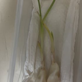 Photo of the plant species Common Eelgrass by @Nerybeth named Beckham on Greg, the plant care app