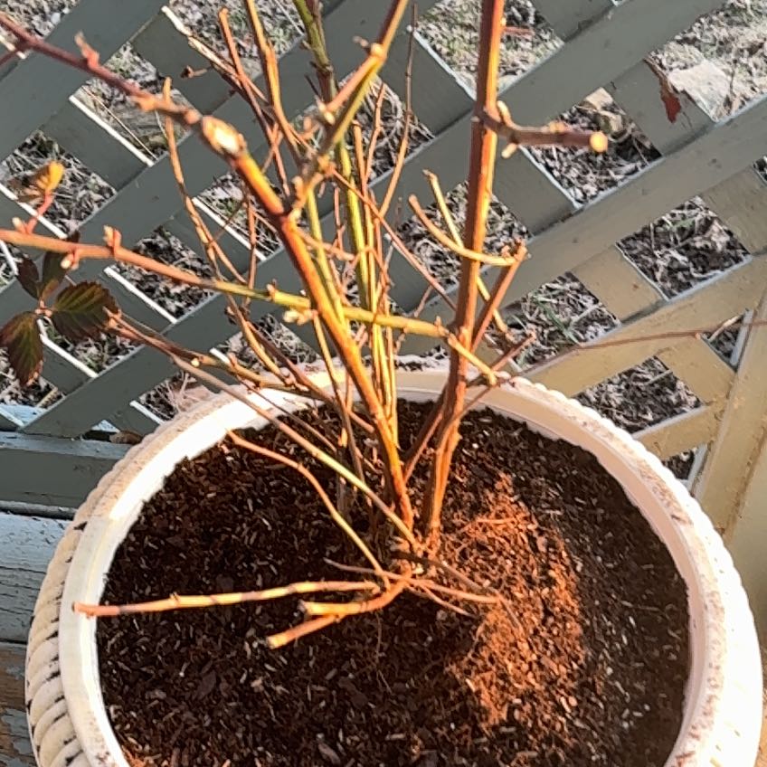 Photo of the plant species Navaho Blackberry by @ImpishTaraire18 named Blackberry on Greg, the plant care app