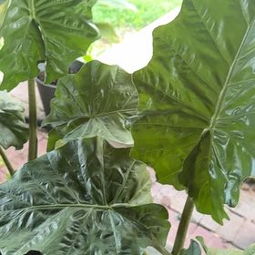 Photo of the plant species Alocasia portadora by @ImpishTaraire18 named Sahara on Greg, the plant care app