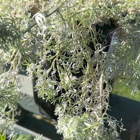 Photo of the plant species silver mound by @ImpishTaraire18 named Leaf Erickson on Greg, the plant care app