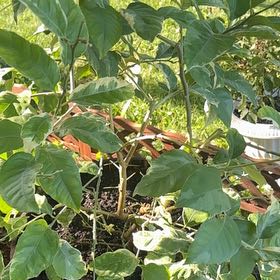 Photo of the plant species Pink Lemonade Lemon by @ImpishTaraire18 named Zeus on Greg, the plant care app