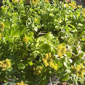 Photo of the plant species Rock Candy by @ImpishTaraire18 named Kylie on Greg, the plant care app