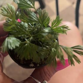 Photo of the plant species Fan Fern by @ActivePinkball named Bruce Lee on Greg, the plant care app