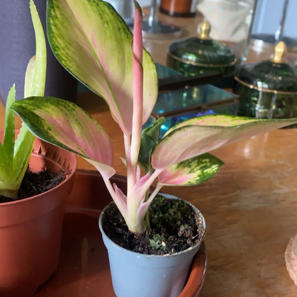 Photo of the plant species 'Lucky Red' by @JauntyBlueech0 named Sanders on Greg, the plant care app