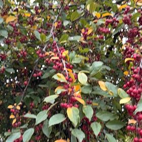 Photo of the plant species Sour Cherry by @CrispShyleaf11 named Remington on Greg, the plant care app