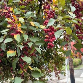 Photo of the plant species Sour Cherry by @CrispShyleaf11 named Kobe on Greg, the plant care app