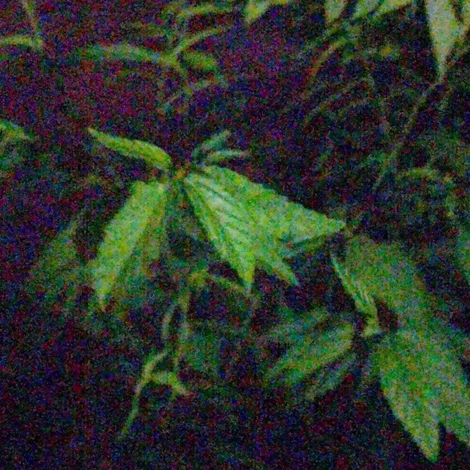 Photo of the plant species Buck's-Beard by @BigHardykiwi15 named Michelle Branch on Greg, the plant care app