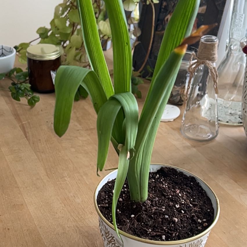 Photo of the plant species Hyacinth by @HeirRhubarb62 named Kendall on Greg, the plant care app