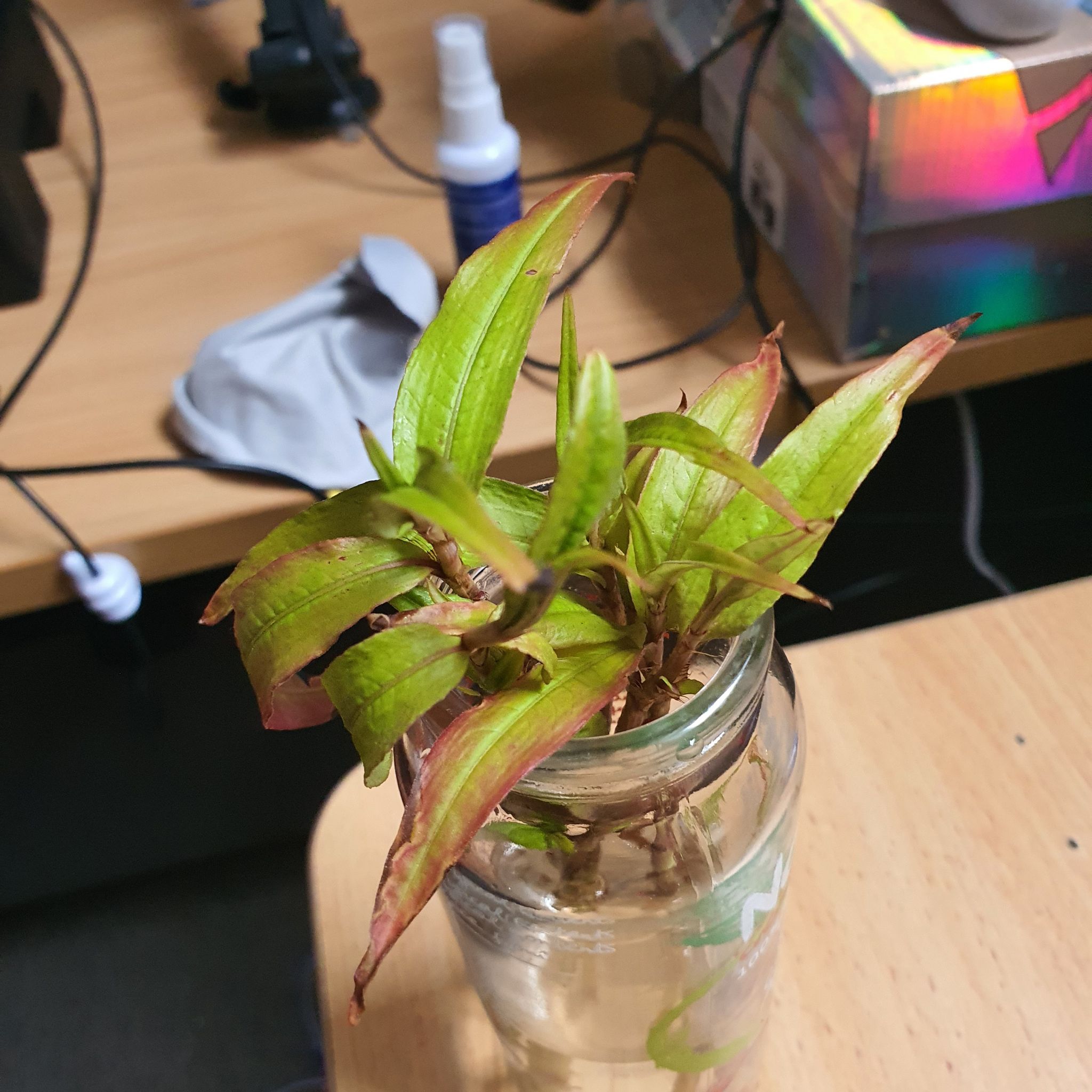 Photo of the plant species vietnamese coriander by @HotPansy39 named Miley on Greg, the plant care app