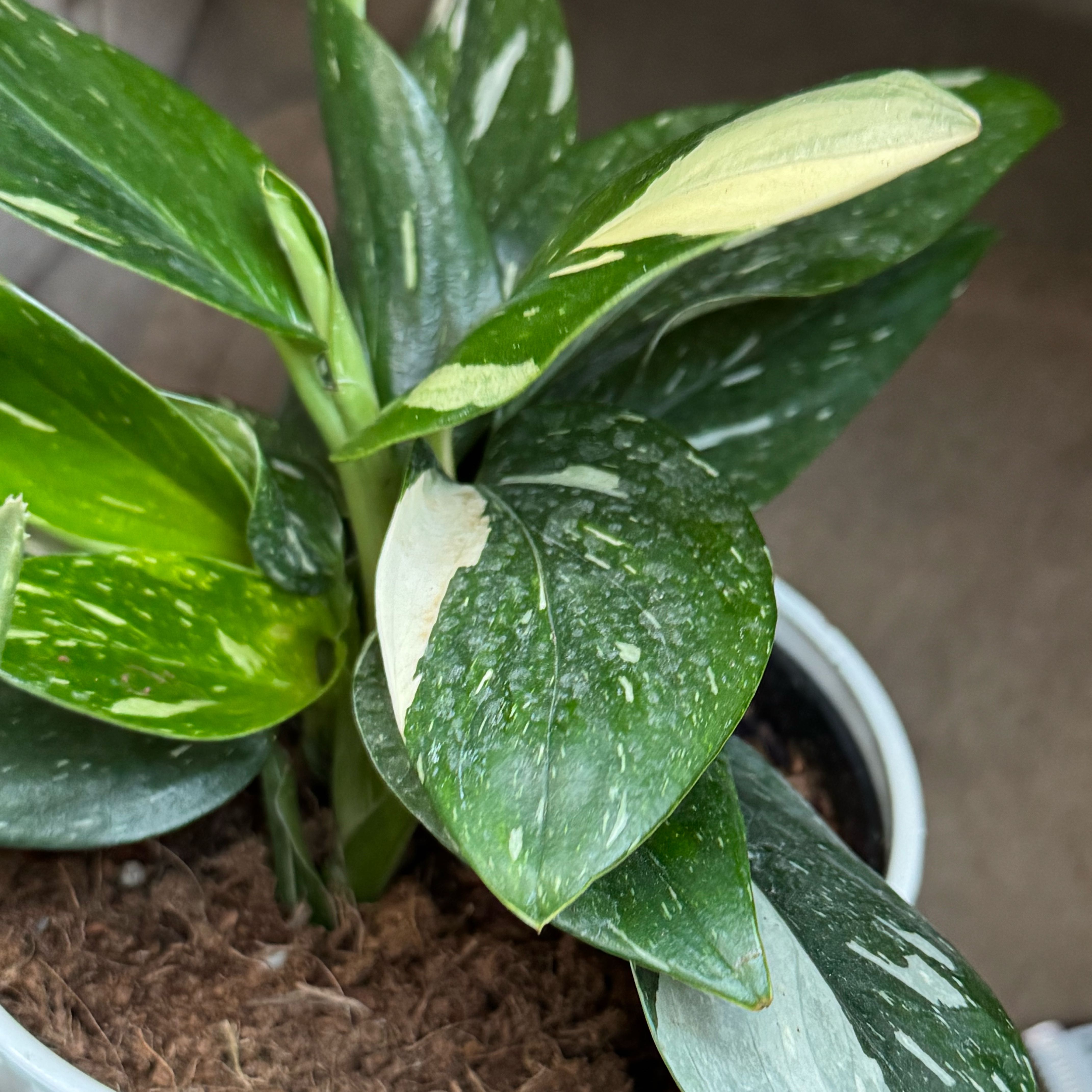 Photo of the plant species Five Holes Plant by @BonusBonsi69 named Fernie Mercury on Greg, the plant care app