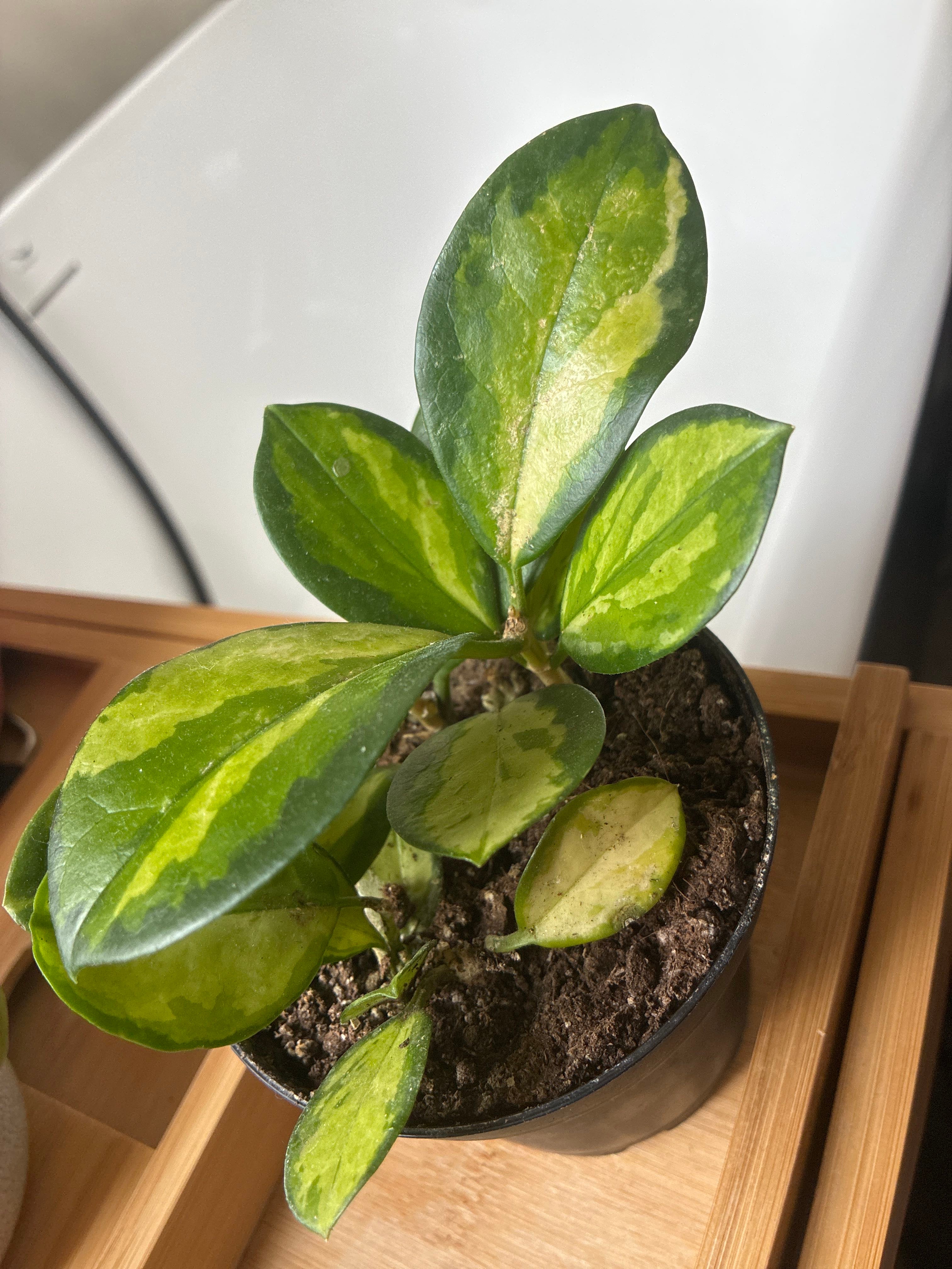 Hoya Amore Plant Care: Water, Light, Nutrients | Greg App 🌱