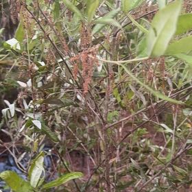 Photo of the plant species Florida Hopbush by @ShiningSandleek named Leaf Erickson on Greg, the plant care app