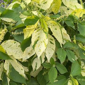 Photo of the plant species Copperleaf by @ShiningSandleek named Harmony on Greg, the plant care app