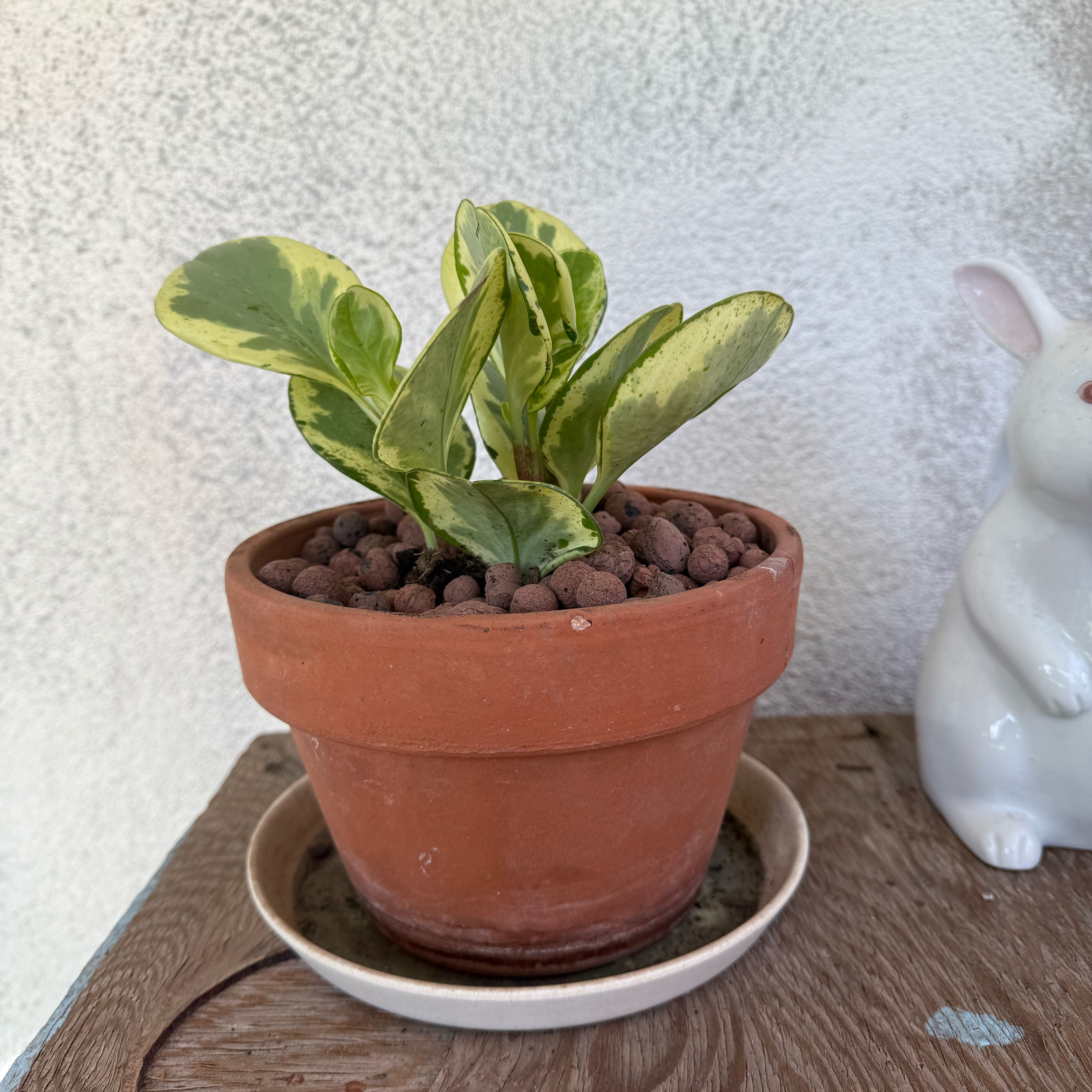 Photo of the plant species Himalayamix peperomia by @BubblyWoodavens named Boba on Greg, the plant care app