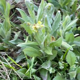 Photo of the plant species Cowslip Primrose by @BentonBlackash named Shakira on Greg, the plant care app