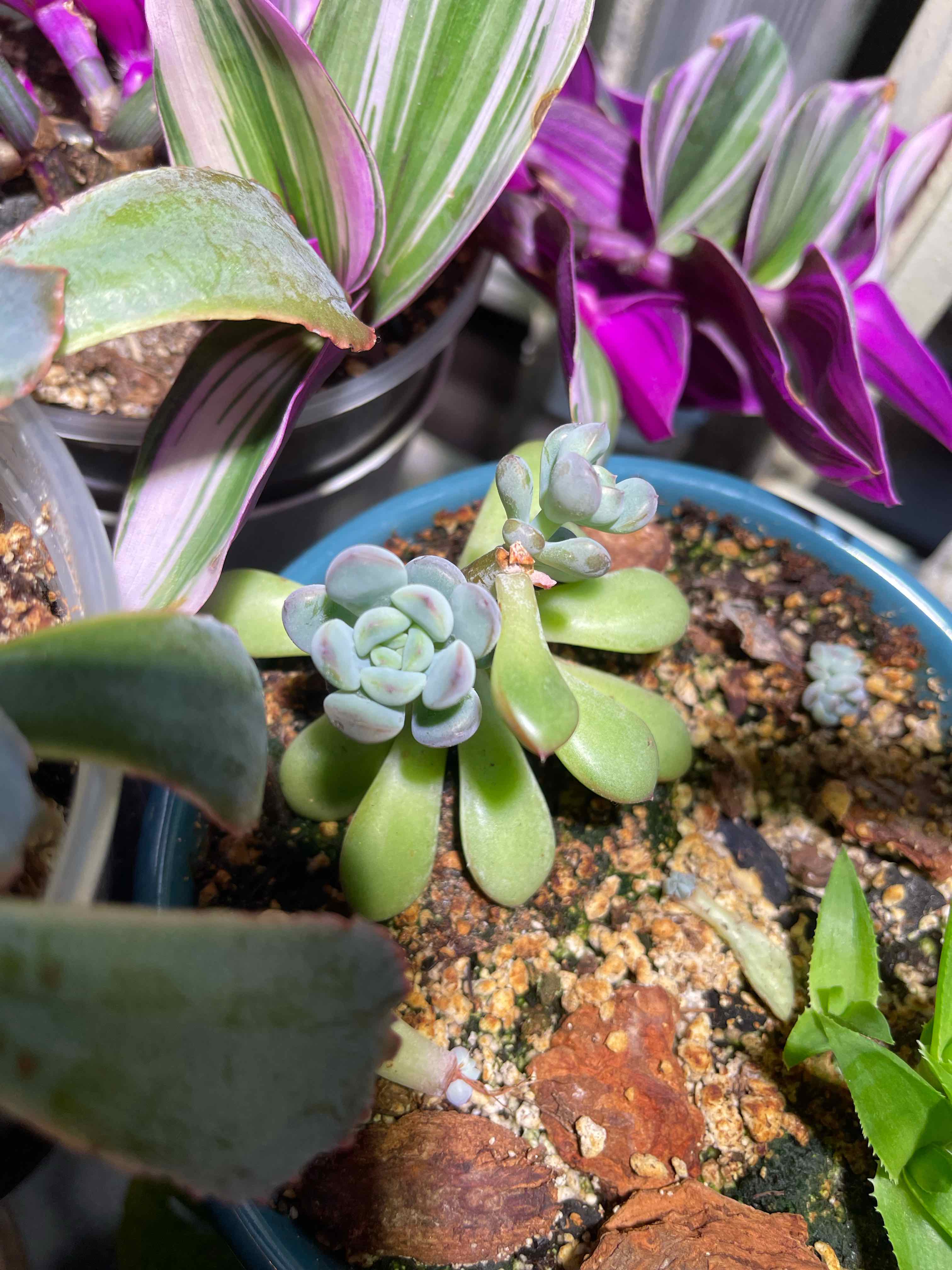 Echeveria 'Tippy' plant in a pot with visible soil, surrounded by other plants.