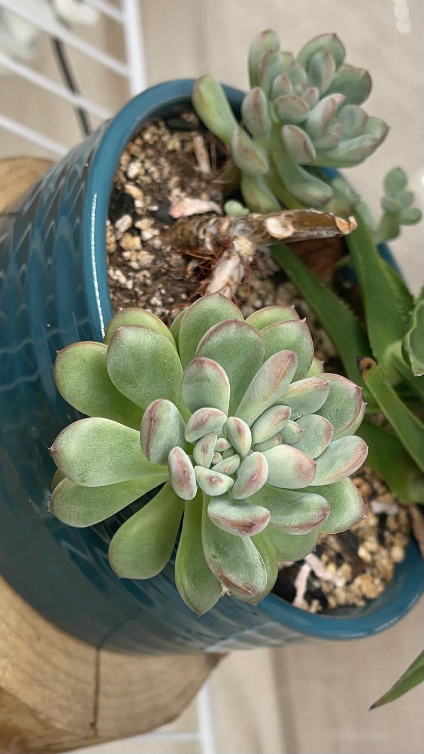 Potted Echeveria 'Tippy' succulent with healthy green leaves and pinkish tips.