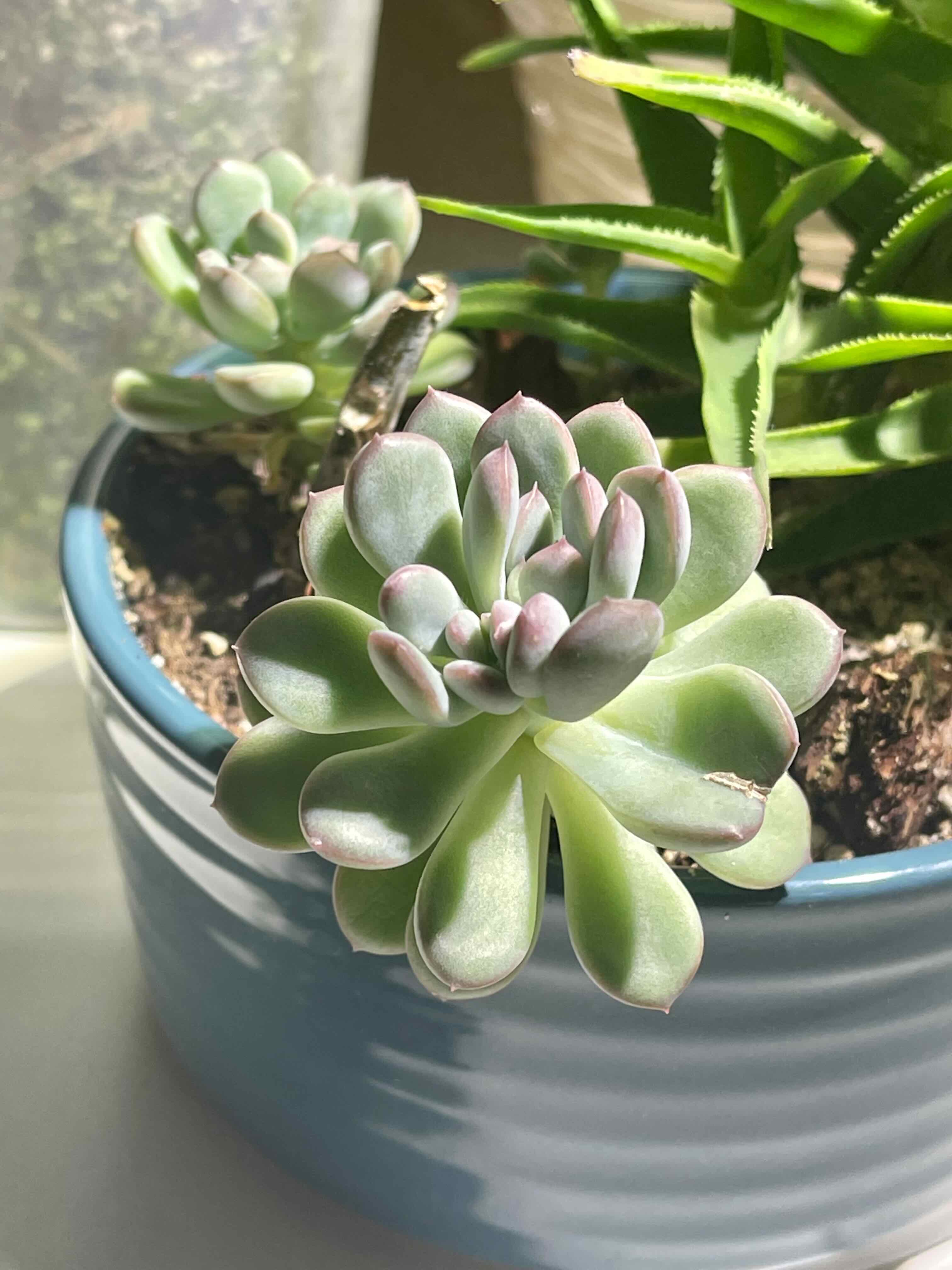 Healthy Echeveria 'Tippy' plant in a blue pot with plump green leaves and pinkish tips.