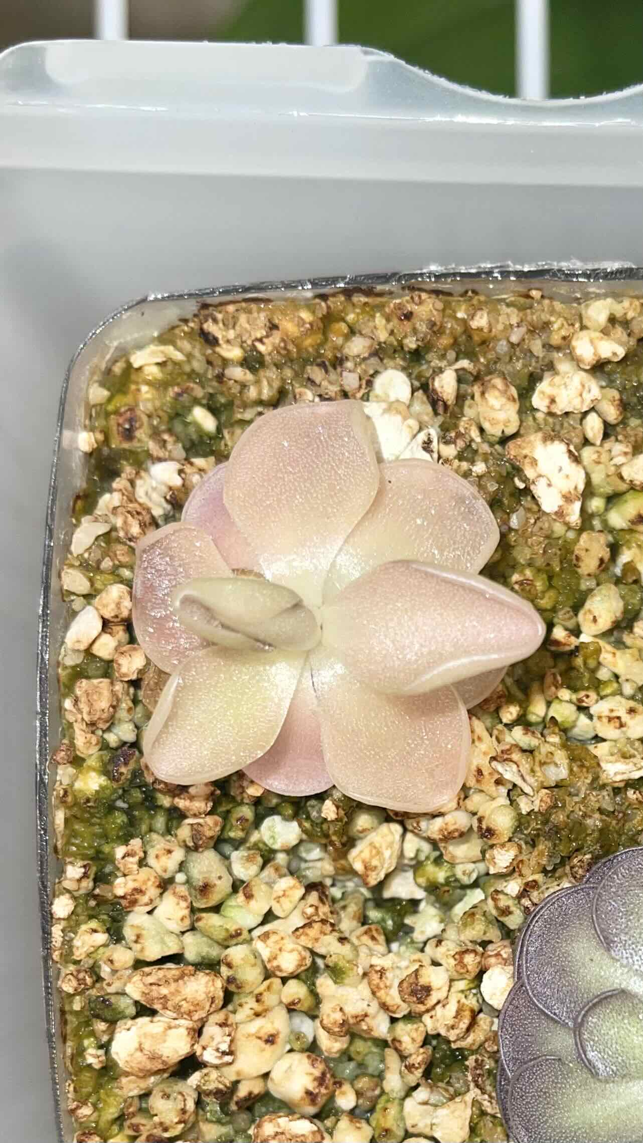Mexican Butterwort plant in a container with visible soil, appearing healthy.