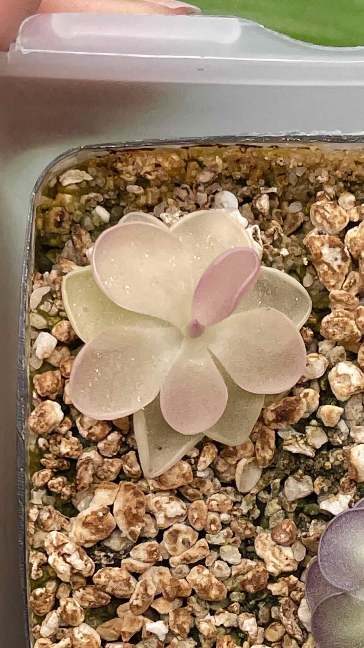 Mexican Butterwort plant in a container with visible soil, appearing healthy.