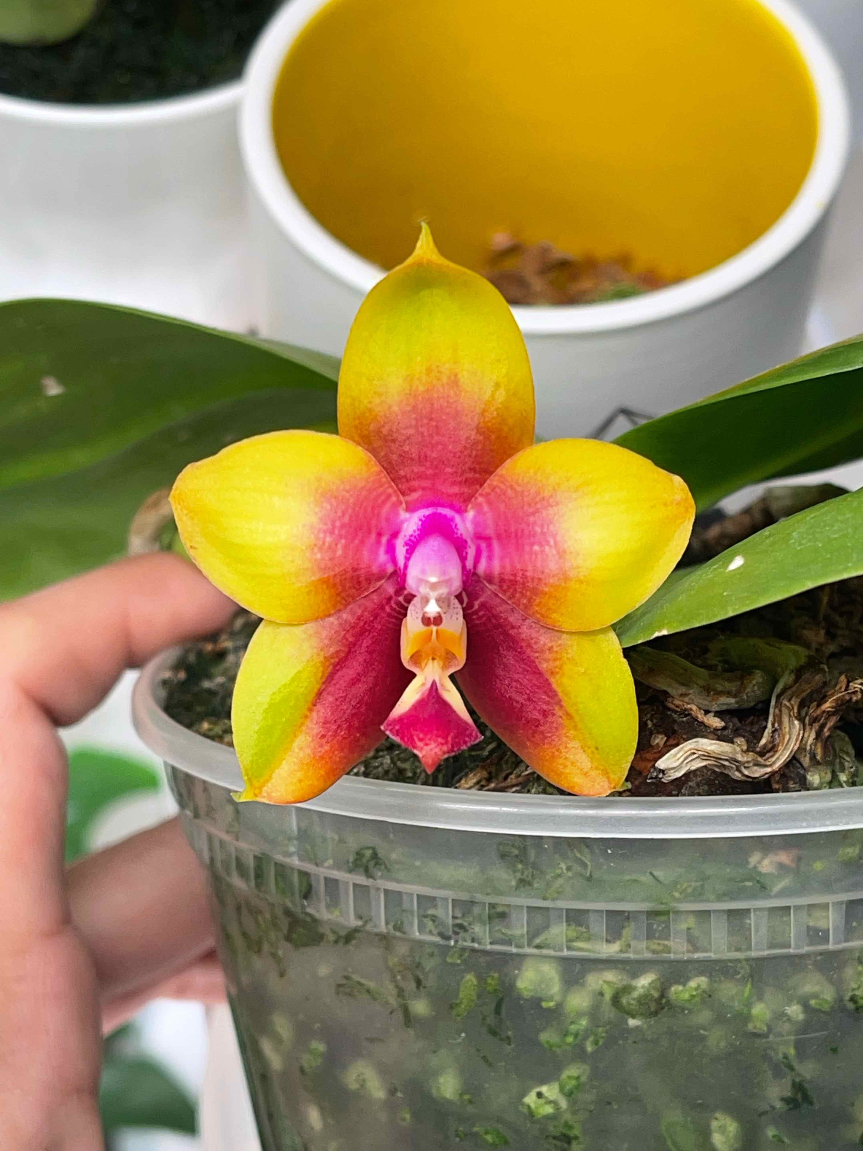 Photo of the plant species Phalaenopsis Yin's Black Eagle by @melaza named Black Eagle on Greg, the plant care app